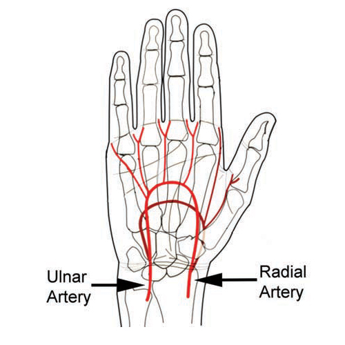 A medical illustration of the hand and wrist showing blood flow between the ulnar and radial arteries