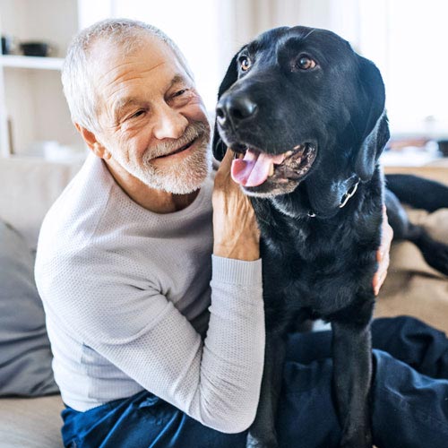 An older man in a gray long-sleeved shirt sits on the couch while petting a black Labrador retriever